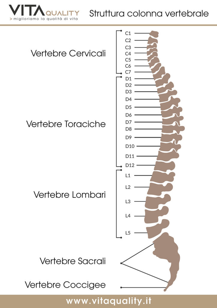 struttura colonna vertebrale iconografia