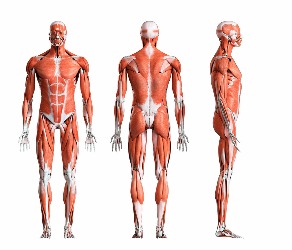 muscolatura per rinforzare legamenti e articolazioni